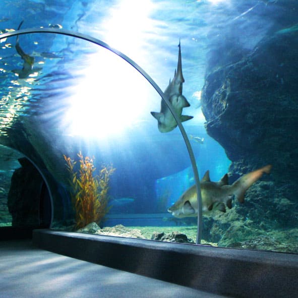 Visitar el Acuario – VERACRUZ, PARQUES RECREATIVOS